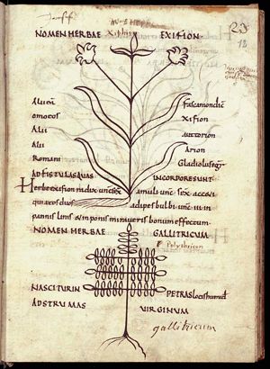 Herba xiphium
