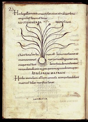 Herba immolum