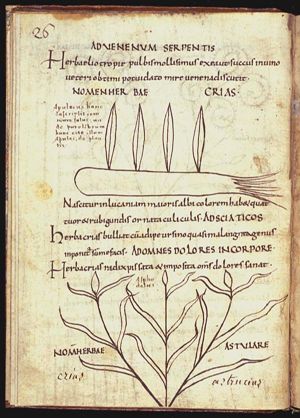 Herba grias