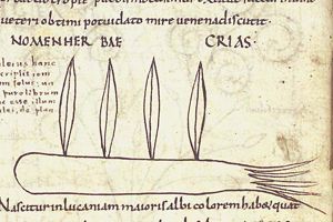Herba grias