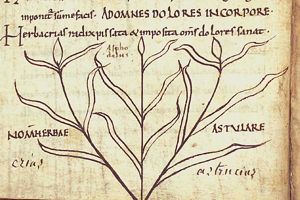 Herba hastula regia