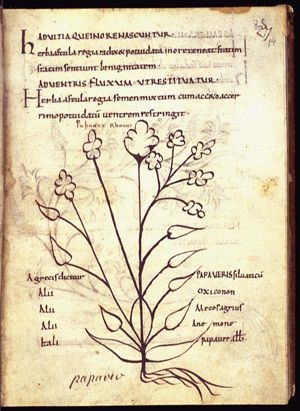 Herba papaver silvaticum