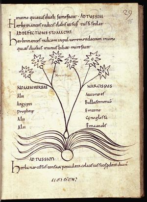 Herba narcissus