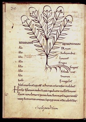 Herba splenion