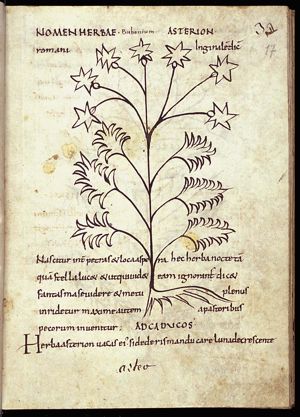 Herba asterion (aster)