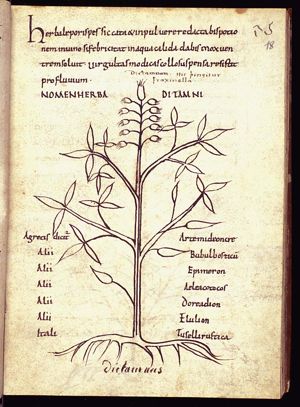 Herba dictamnus (dittany)