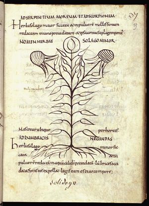Herba solago minor