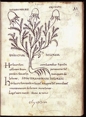 Herba chrision (red clover)