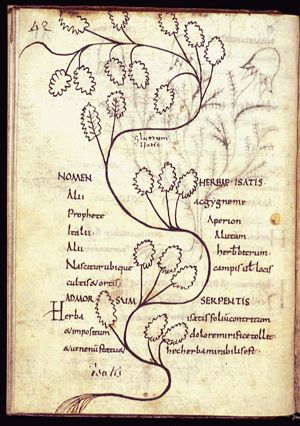 Herba isatis