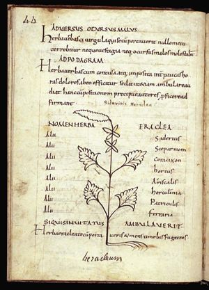 Herba heraclea