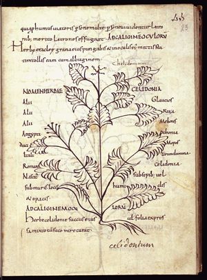 Herba chelidonia (celandine)