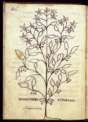 Herba strychnon; herba solata