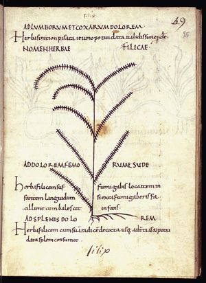 Herba filix (fern)