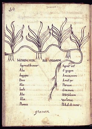 Herba gramen; herba agrostis