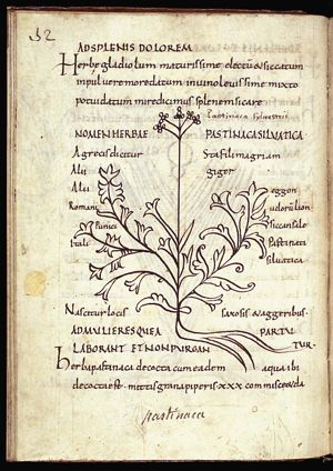 Herba pastinaca silvatica