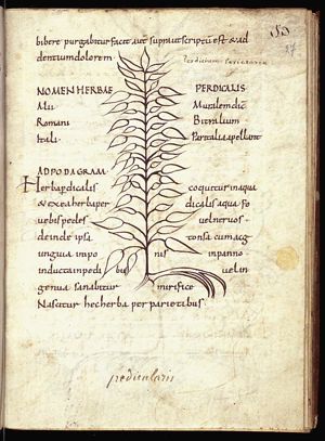 Herba perdicalis; herba paritaria