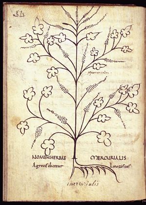 Herba mercurialis