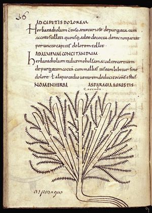 Herba asparagus agrestis