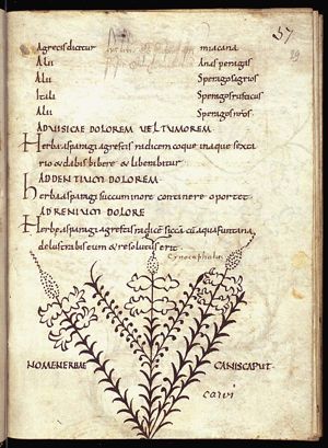 Herba caput canis; herba canis cerebrum (hound's head)