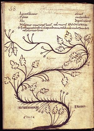 Herba eruscum; herba eruca (bramble?)