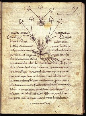 Herba chamaemelon (camomile)