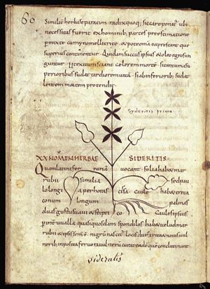 Herba sideritis