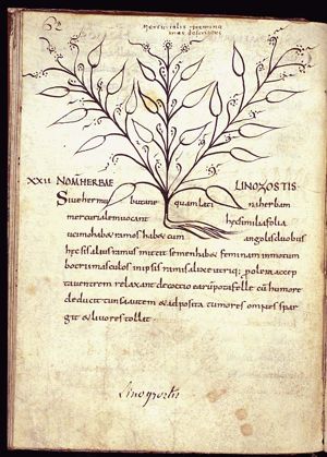 Herba linozostis; mercurialis