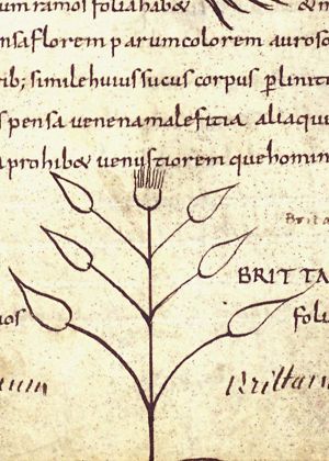 Herba britannica (meadow fleabane)