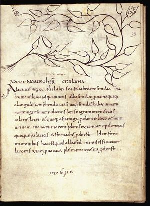 Herba melena; vitis nigra