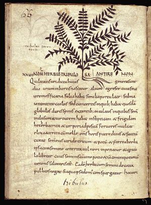 Herba tribulus