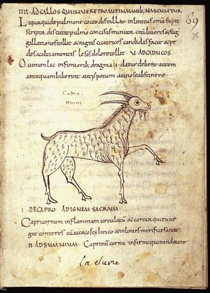 Capra (goat)