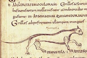 Mustela (weasel)
