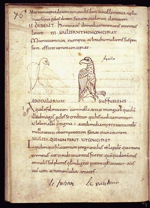 Aquila (eagle)