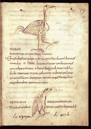Grus (crane)