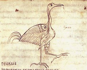 Grus (crane)