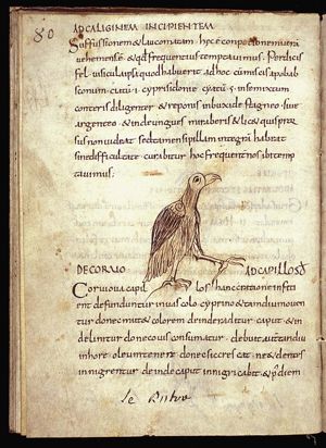 Corvus (raven)
