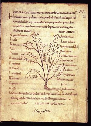 Herba symphoniaca