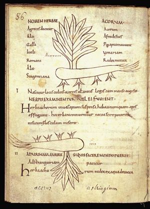 Herba acorus (sweet flag)