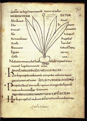 Herba satyrion