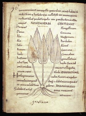 Herba gentiana