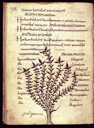 Herba proserpinaca; polygonos