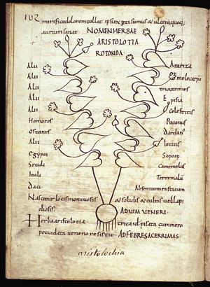Herba aristolochia rotunda (smearwort)