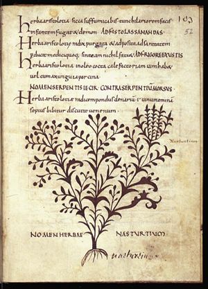Herba nasturcium