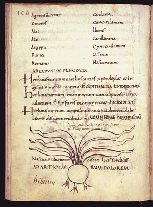 Herba hieribulbum