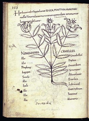 Herba chameleon (teasel)