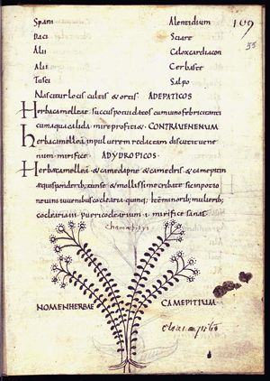 Herba chamaepitys (common ground pine)