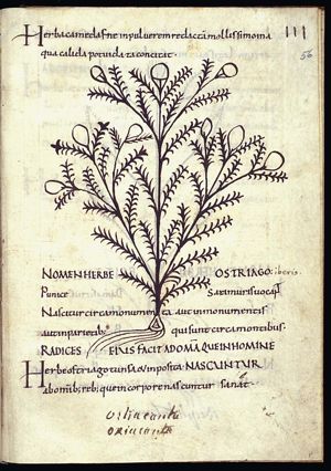 Herba ostriago; herba iberis