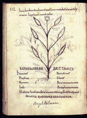 Herba britannica