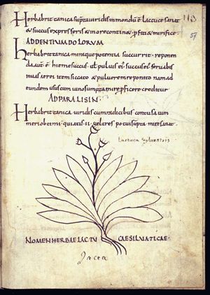 Herba lactuca silvatica