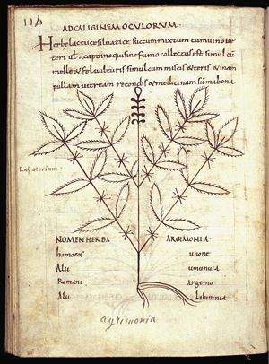 Herba agrimonia (agrimony)